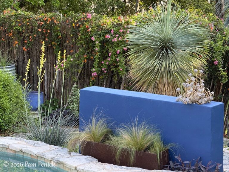 Flowering agave, yuccas, hesperaloes – all the spikes