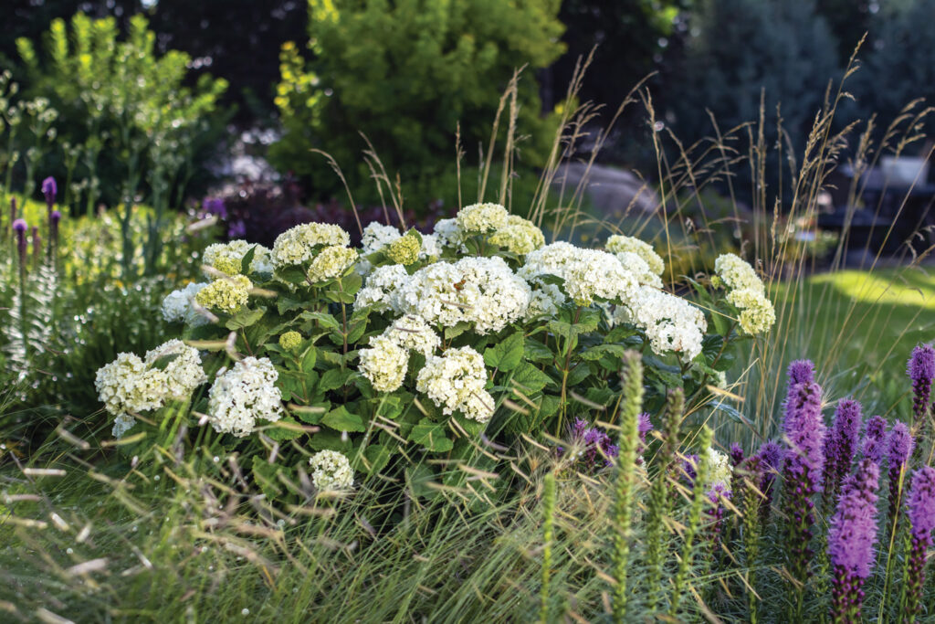 FlowerFull Smooth Hydrangea Is Anything but a Flop