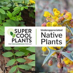 Super Cool Plants Podcast! Episode 1: Underappreciated Native Plants