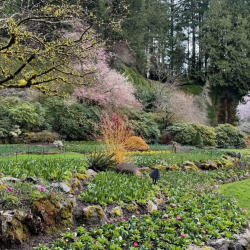 A Lesson in Structure: Cherry’s Early Spring Visit to Butchart Gardens