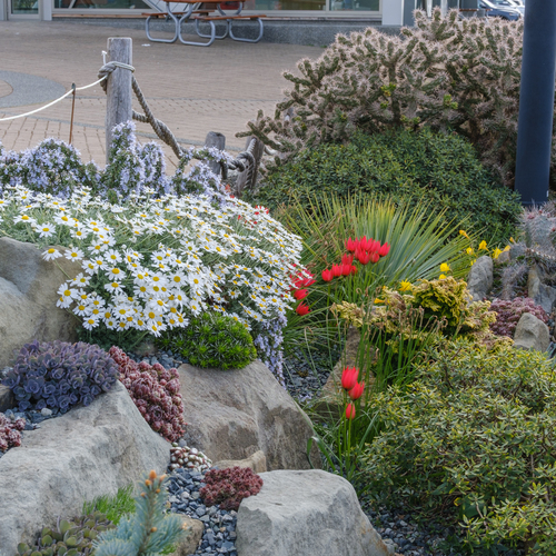 A Crevice Garden That Wows with Cacti, Succulents, Perennials, and Bulbs