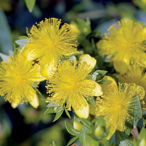 Drought-Tolerant Trees and Shrubs for Your Landscape