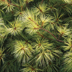 What Makes a Plant Water-Wise?