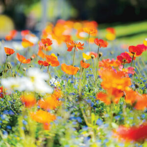 Poppy Varieties for Every Garden: Annual and Perennial Favorites to Grow
