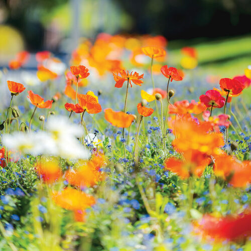 Poppy Varieties for Every Garden: Annual and Perennial Favorites to Grow