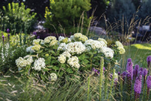 FlowerFull Smooth Hydrangea Is Anything but a Flop