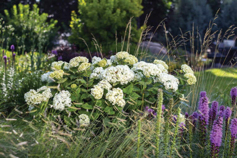 FlowerFull Smooth Hydrangea Is Anything but a Flop
