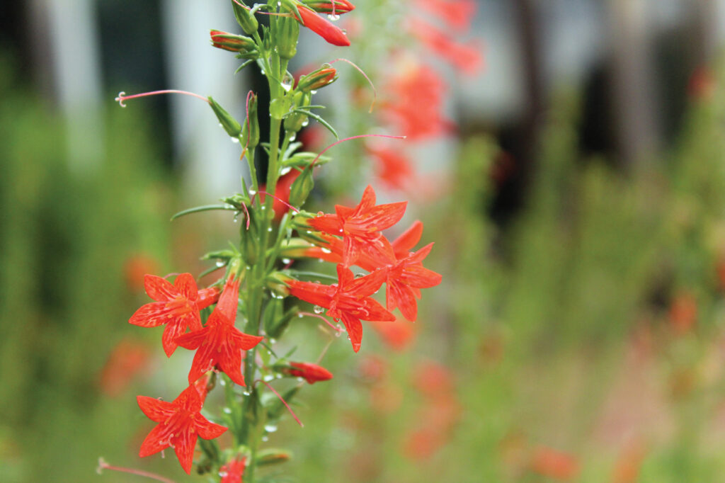 Texas Plume: Kick It Up a Notch with This Charismatic Biennial