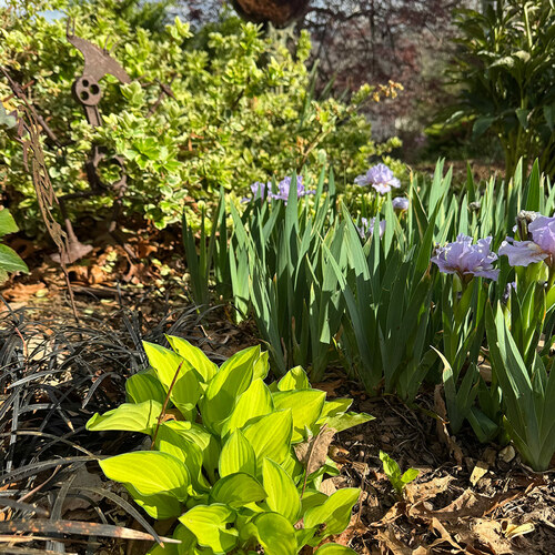 Gail’s Spring Flowers in North Carolina
