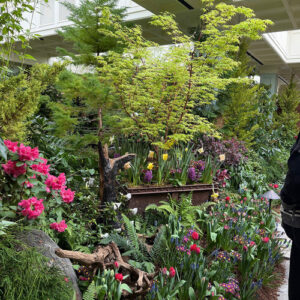 Cherry’s Tour of The Butchart Gardens: The Spring Prelude Garden, Part 1