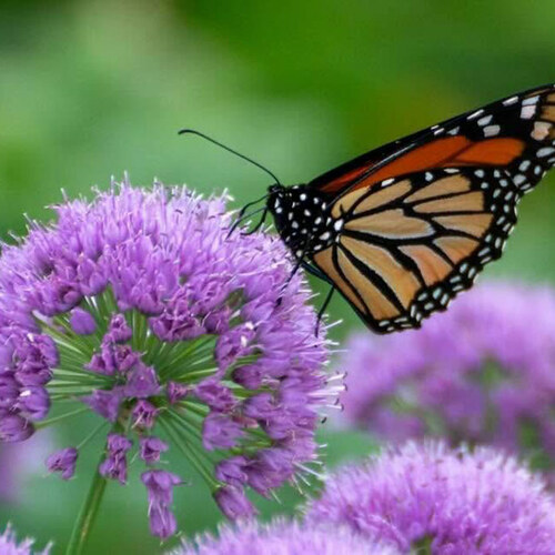 Butterfly Favorites From Kathy’s Garden in Iowa