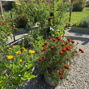 Victoria’s Raised Bed Garden in New York