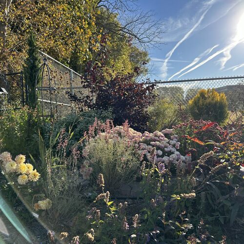 Before and After: Foliage, Flowers, and Seasonal Interest in Jin’s Iowa Garden