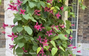 Princess Diana clematis, a tiara-wearing Texas vine