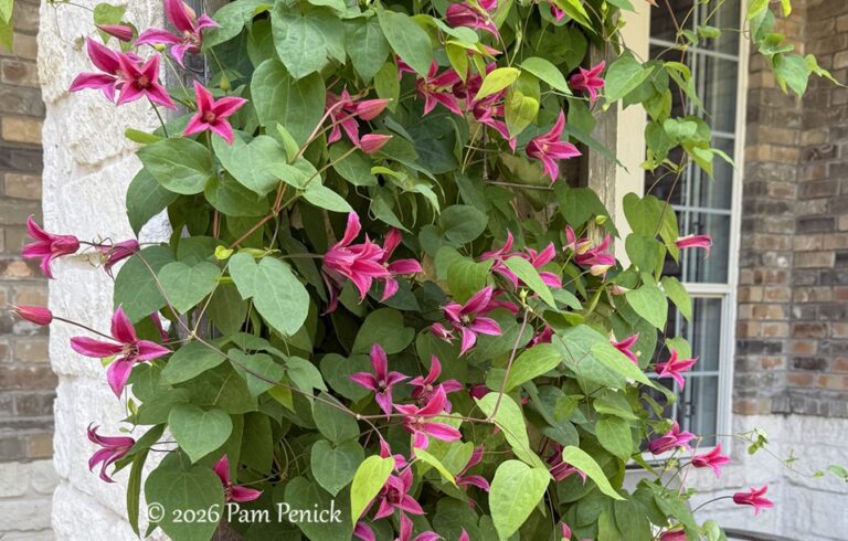 Princess Diana clematis, a tiara-wearing Texas vine