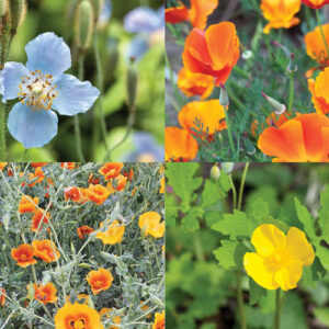 Interesting Poppy-Like Flowers For Your Garden