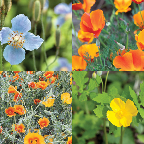 Interesting Poppy-Like Flowers For Your Garden
