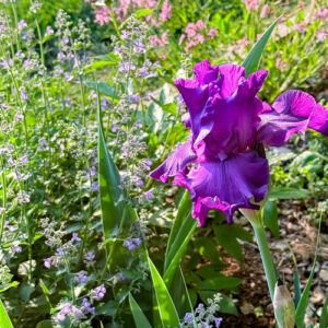 How to Redesign and Revamp Your Garden After Light Conditions Change: Part 2