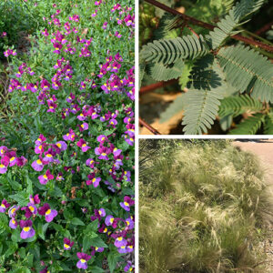 Sensory Plants for a Garden That Looks, Smells, and Feels Amazing