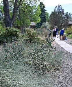 Rod Haenni’s cactus and succulent garden on Open Days tour