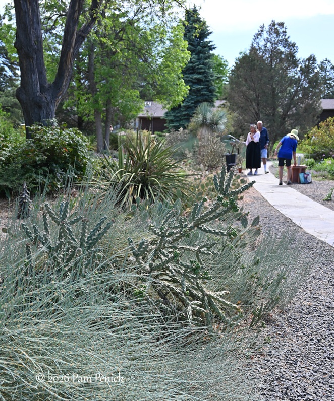 Rod Haenni’s cactus and succulent garden on Open Days tour
