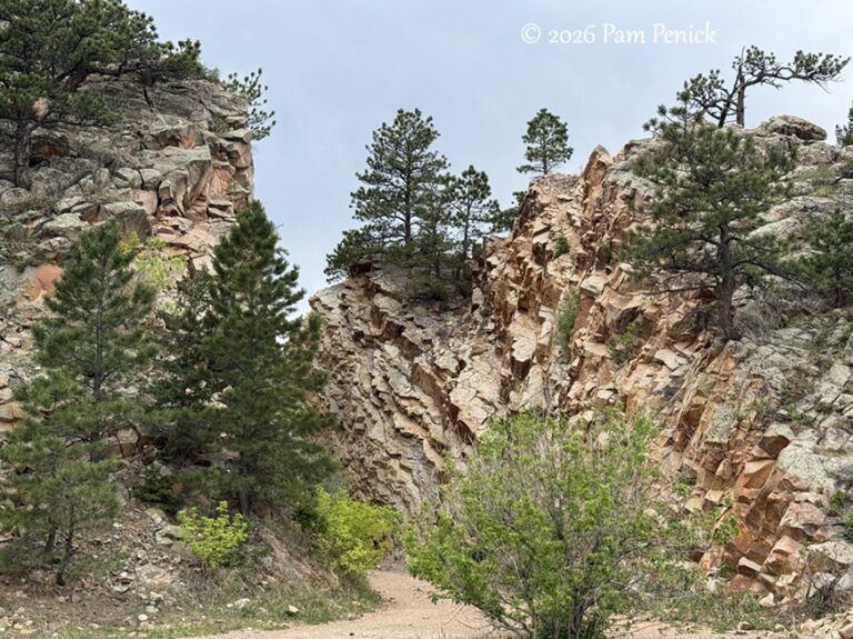 Spring hike in Eldorado Canyon for wildflowers, trees, and views
