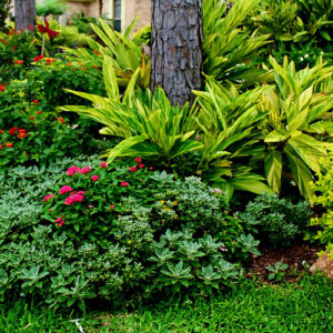 Kimmi’s Hot and Humid Garden in Houston