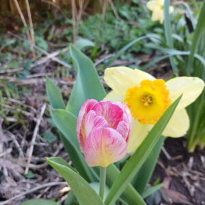 A Simple Spring in Lee’s New York Garden