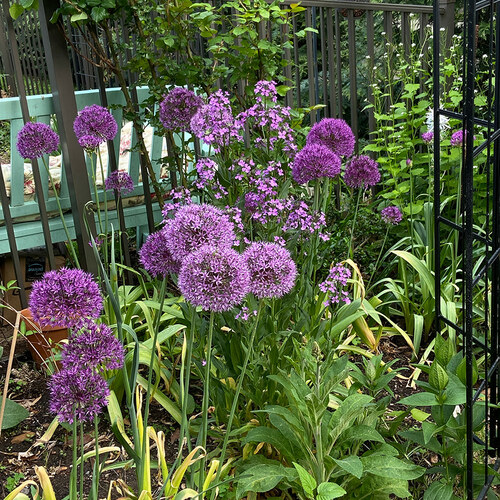 A Blue and Purple Spring in Dot’s Garden