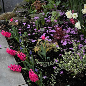 Deer-Resistant Plants in Katherine’s Spring Garden