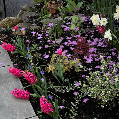 Deer-Resistant Plants in Katherine’s Spring Garden