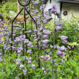 Beautiful Blooms From Susan’s Garden in North Carolina