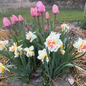 May Blooms From Marty’s Garden in Minnesota