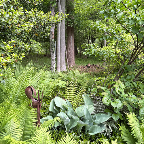Early May in Carla’s Garden, Part 2
