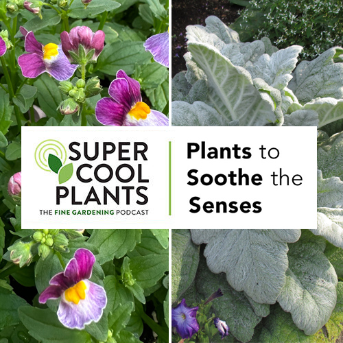 Episode 2: Plants to Soothe the Senses