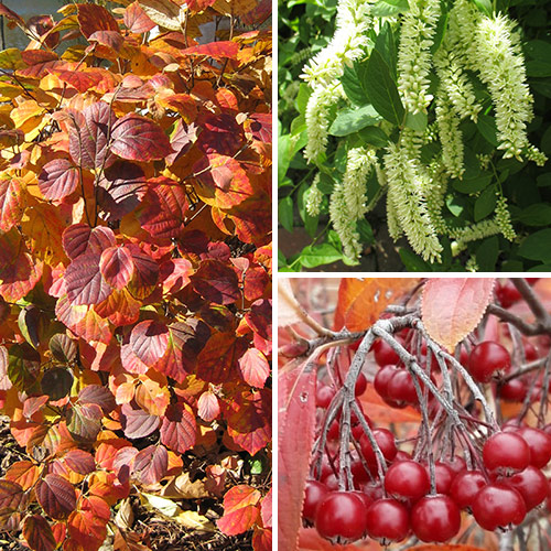 5 Eye-Catching Alternatives to Japanese Barberry