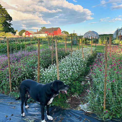 The Business of Flower Farming: The Lillie House