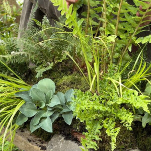 How to Build a Fern Table