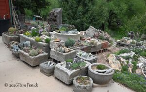 Crevice garden kingdom of Domenique Turnbull