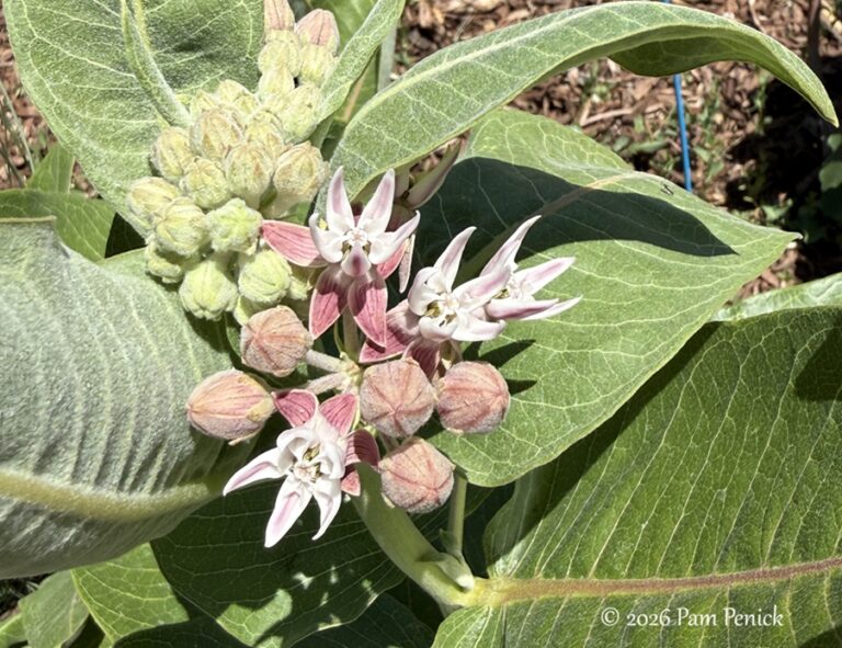 Pueblo Open Days: Sage Queen Garden welcomes monarchs