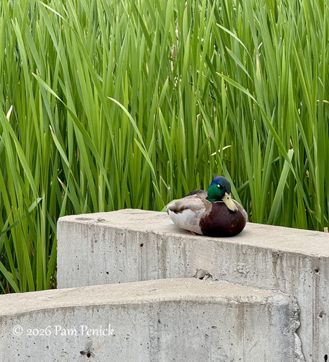Fair view and waterfowl at Sloan’s Lake Park