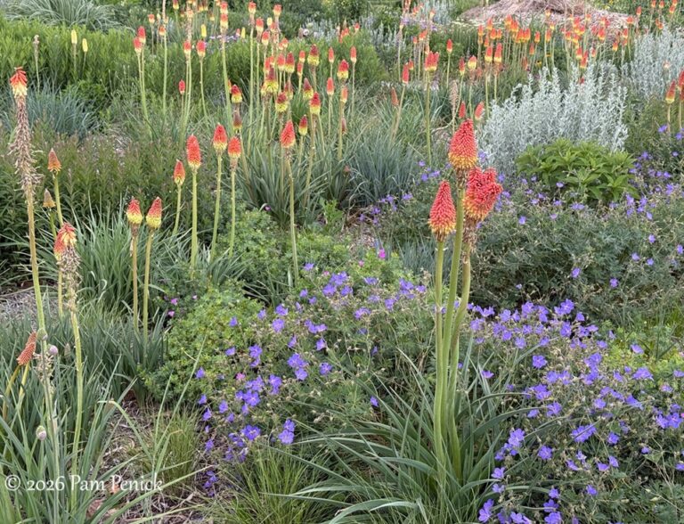 Red hot pokers and meadow garden part of Wash Park’s Pollinator Corridor