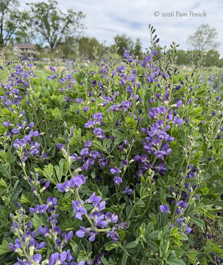 Spring stroll in Denver’s Washington Park