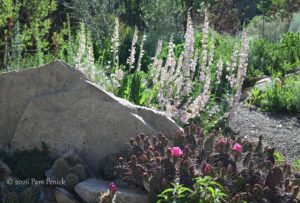 Waterwise garden in bloom at SummerHome, plus an upcoming tour