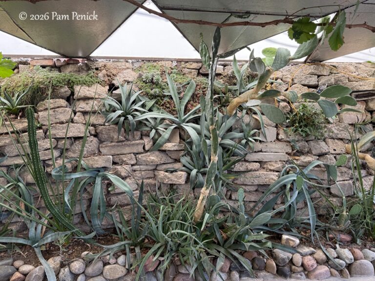 Pueblo Open Days: Midway Xeric Garden has an appreciation for chaos