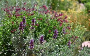 Heidi’s pollinator garden in June bloom