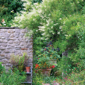 Sensory Garden Ideas: Best Plants for Sight, Sound, Touch, Taste & Smell