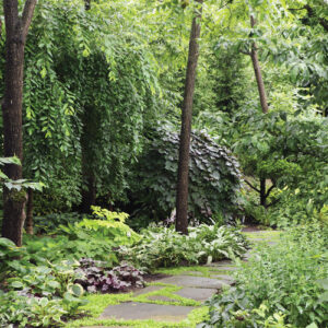 Woodland Garden Secrets: How to Design a Lush, Peaceful Shade Retreat