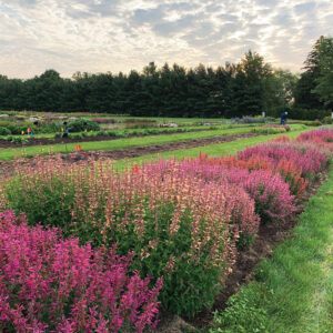 A Gardener’s Guide to Plant Breeding Basics