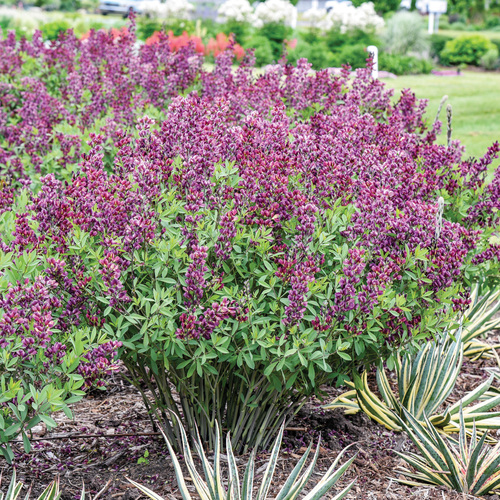 ‘Burgundy Blast’: A Baptisia That’s Worth Making Space For